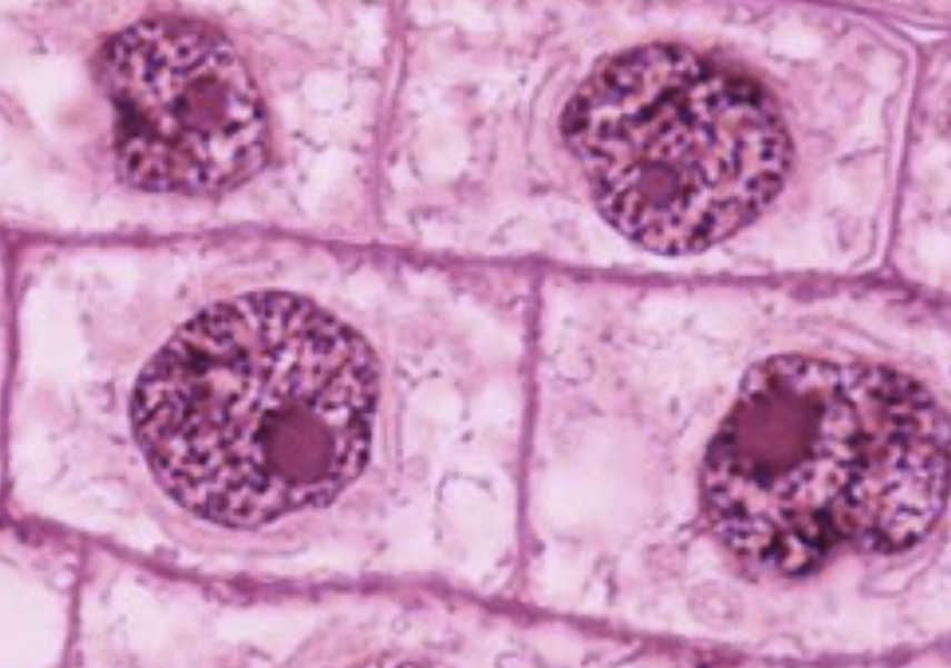 <p>What phase is this?</p>