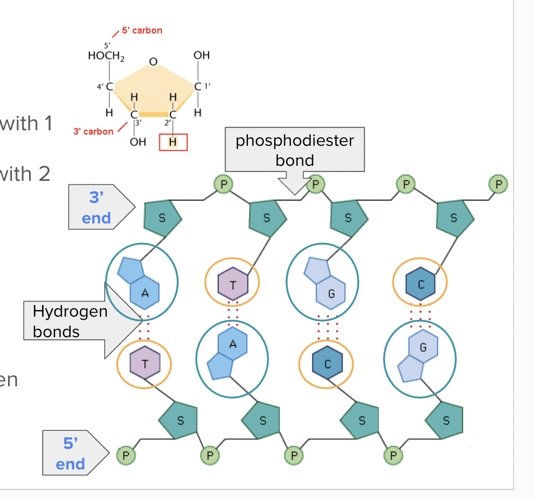 <p><span style="background-color: transparent; font-family: "Proxima Nova", sans-serif;"><span>Phosphodiester bonds</span></span></p>
