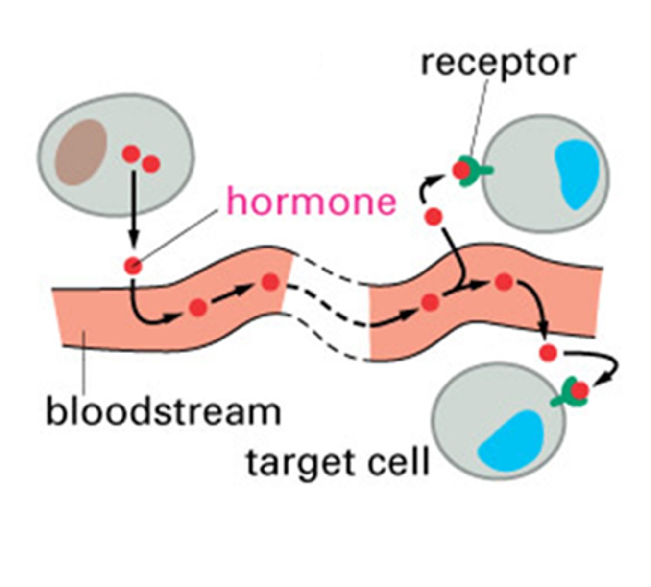 <p>insulin acts as a hormone</p>