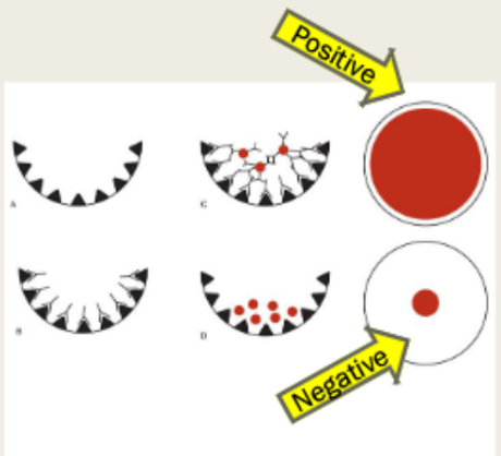 <ul><li><p>positive: single, smooth monolayer present in the microwell</p></li><li><p>negative: tight button at the bottom of the well</p></li></ul><p></p>