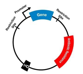 <p>Extra-chromosomal DNA; a plasmid is a small ring of double-stranded DNA that carries “accessory” genes; separate from the main bacterial chromosomal; an origin of replication; can replicate separaretly</p>