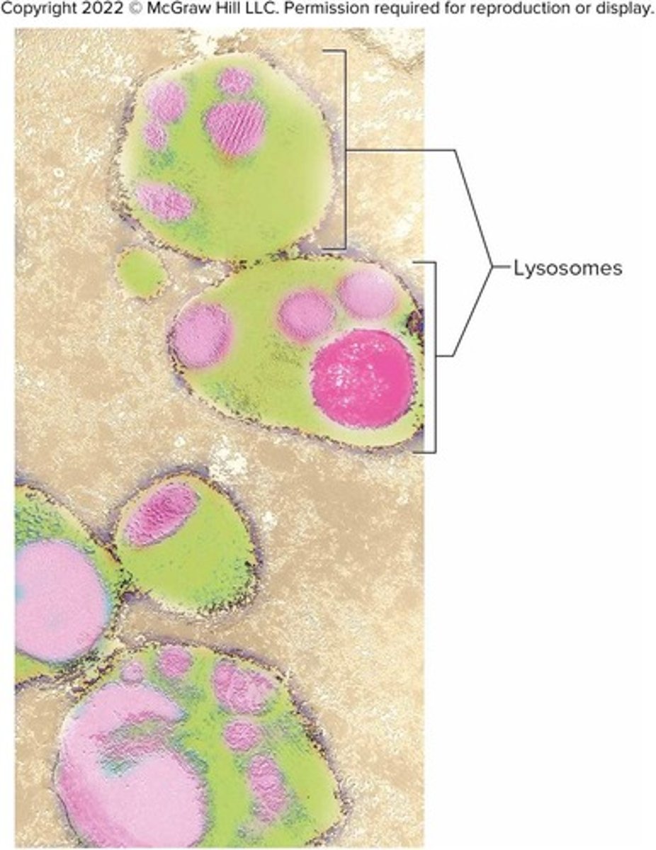 <p>They contain enzymes that digest proteins, carbohydrates, nucleic acids, bacteria, debris, and worn-out cell parts.</p>
