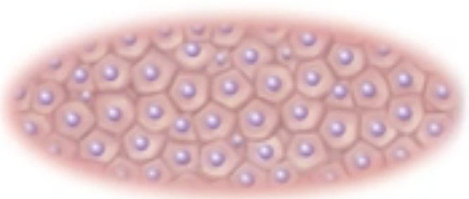 <p>What is this cell shape?</p>