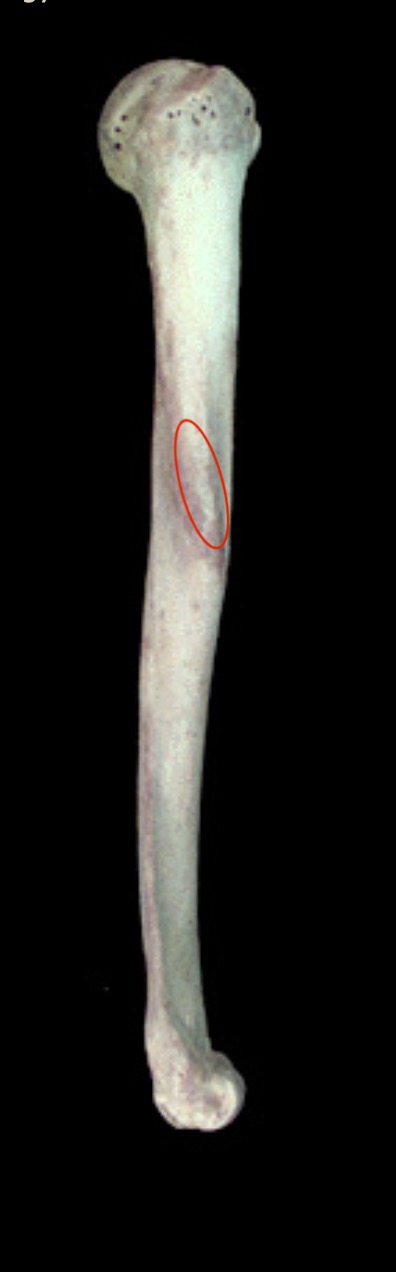 <p>What structure is this?</p>