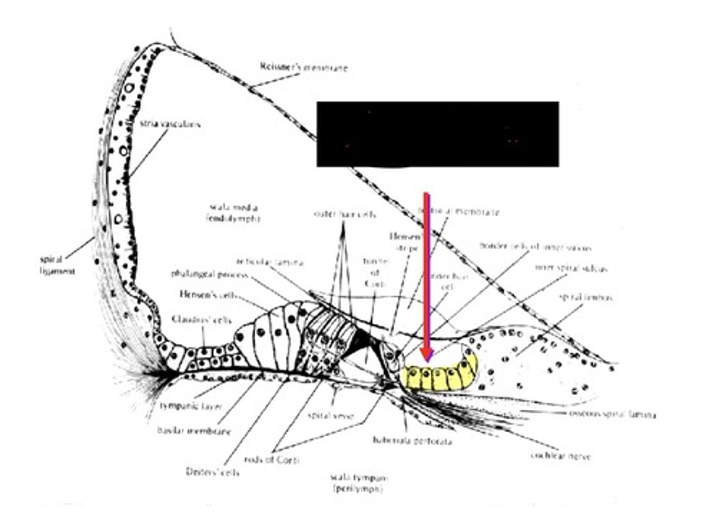 <p>support for organ of corti from medial side</p>