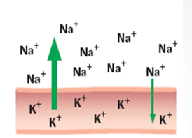 <p>voltage difference across a nerve cell membrane when it is <strong>not </strong>transmitting a <strong>nerve impulse</strong></p><p>more negative inside</p><p>average: -0.70 millivolts (mV)</p>