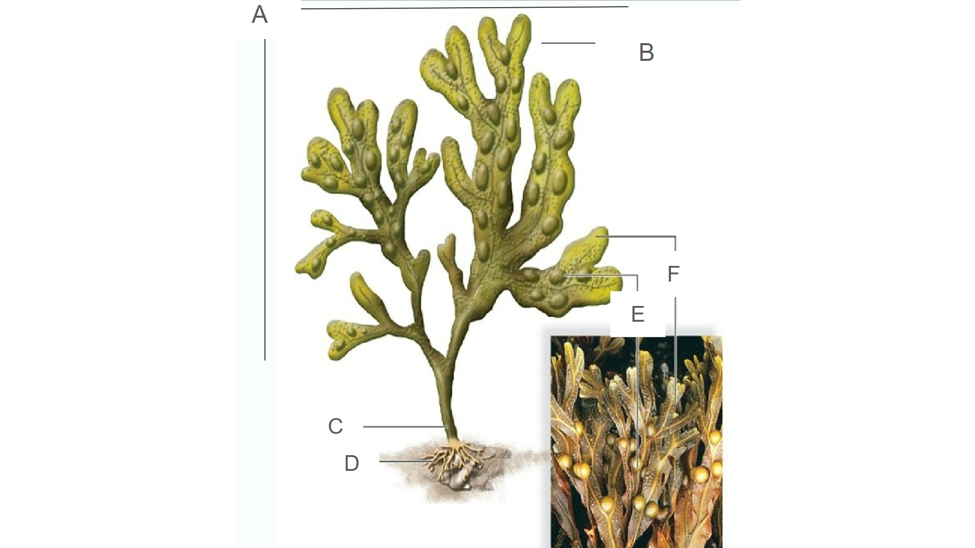 <p>What structure is A</p>