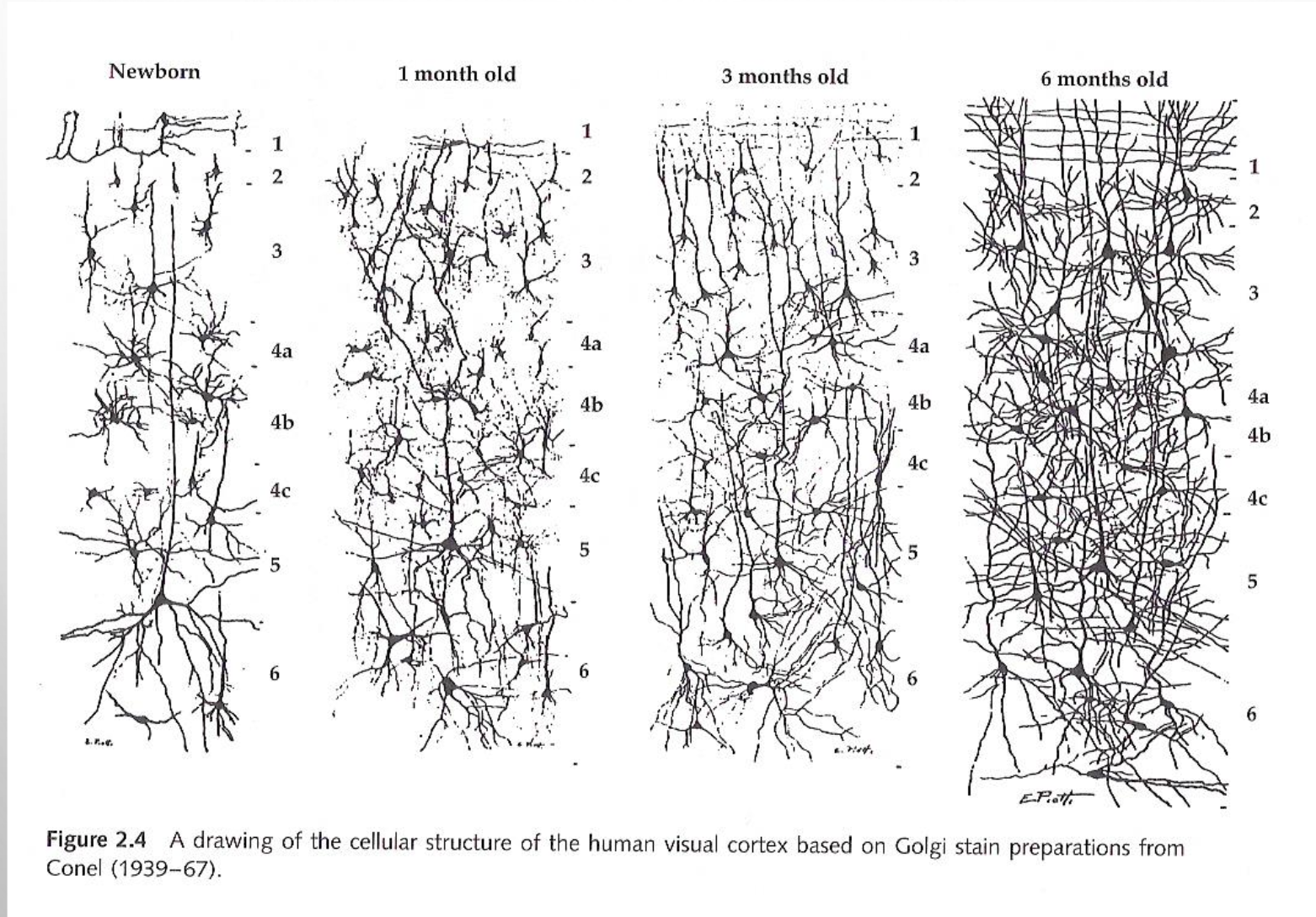 <ul><li><p>“Piagetian”: <em>neuroconstructivism</em></p></li><li><p>“Piagetian”: do not focus on results, but on how the child constructs the result</p></li><li><p>Different: <em>developmental neuroscientist</em></p></li><li><p>Different: understanding the <em>development of disorders</em>, especially Williams syndrome</p></li></ul><p>At birth there are hardly any connections between neurons in cortex. These connections arise based on <em>active exploration</em> and <em>experience → </em>Child ‘constructs’ its own brain</p>