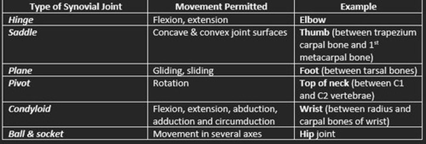 <p>Hip and shoulder</p>