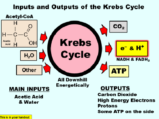 <p>Main inputs are acetic acid and water</p><p>outputs are carbon dioxide. high energy electrons, protons and some atp on the side </p>