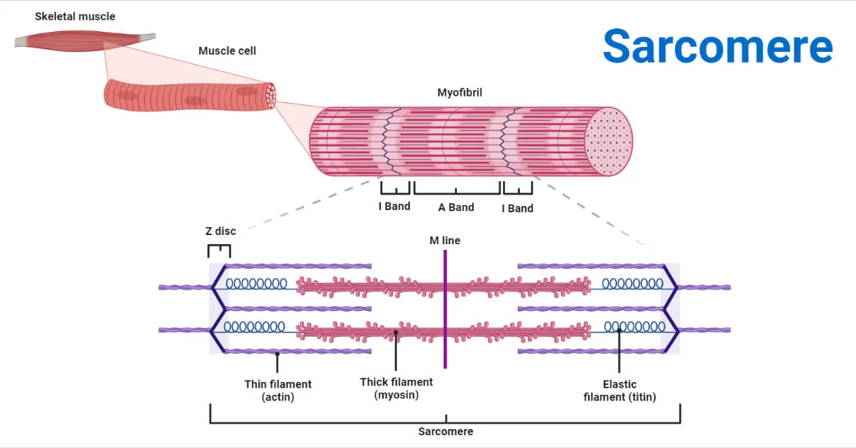 <p>muscle contraction units in organized arrangement of actin &amp; myosin muscle filament into repeating cycles of relaxed &amp; contracted muscle fiber — present in striated muscle tissues such as cardiac &amp; skeletal</p>