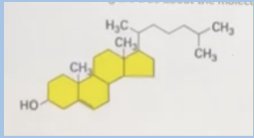 <p><span style="background-color: transparent;"><span>All of the following are true about the molecule below, EXCEPT</span></span><br><span style="background-color: transparent;"><span>A. It is part of a cell membrane in eukaryotes</span></span></p><p><span style="background-color: transparent;"><span>B. Contains both hydrophilic and hydrophobic regions</span></span></p><p><span style="background-color: transparent;"><span>C. It is responsible for the membrane fluidity cells</span></span></p><p><span><span>D. It will only interact with the hydrophilic head group of cell membranes</span></span></p>