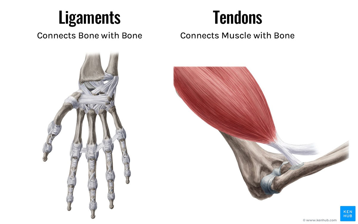 <ul><li><p><strong>tendons </strong></p></li><li><p><strong>ligaments</strong></p></li></ul><p></p>