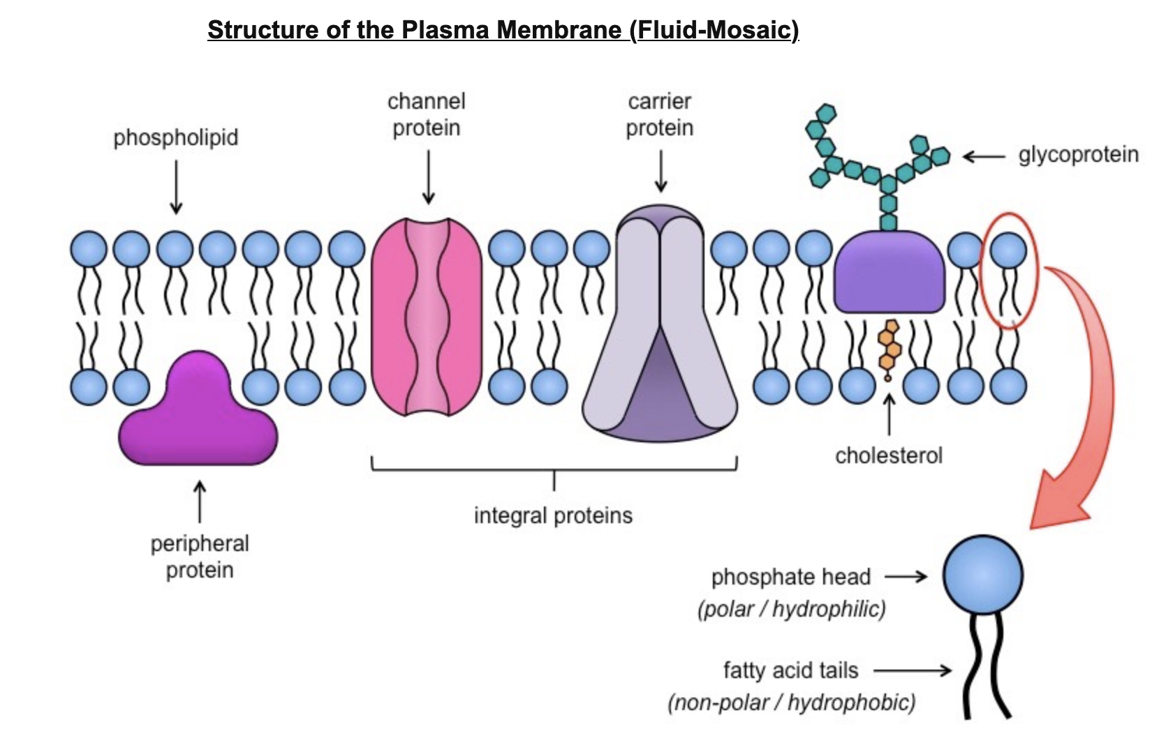 <p><span>Cell membranes are represented according to a fluid-mosaic model, due to the fact that they are:</span></p><ul><li><p><em><span>Fluid</span></em><span> – the phospholipid bilayer is viscous and individual phospholipids can move position</span></p></li><li><p><em><span>Mosaic </span></em><span>– the phospholipid bilayer is embedded with proteins, resulting in a mosaic of components</span></p></li></ul>
