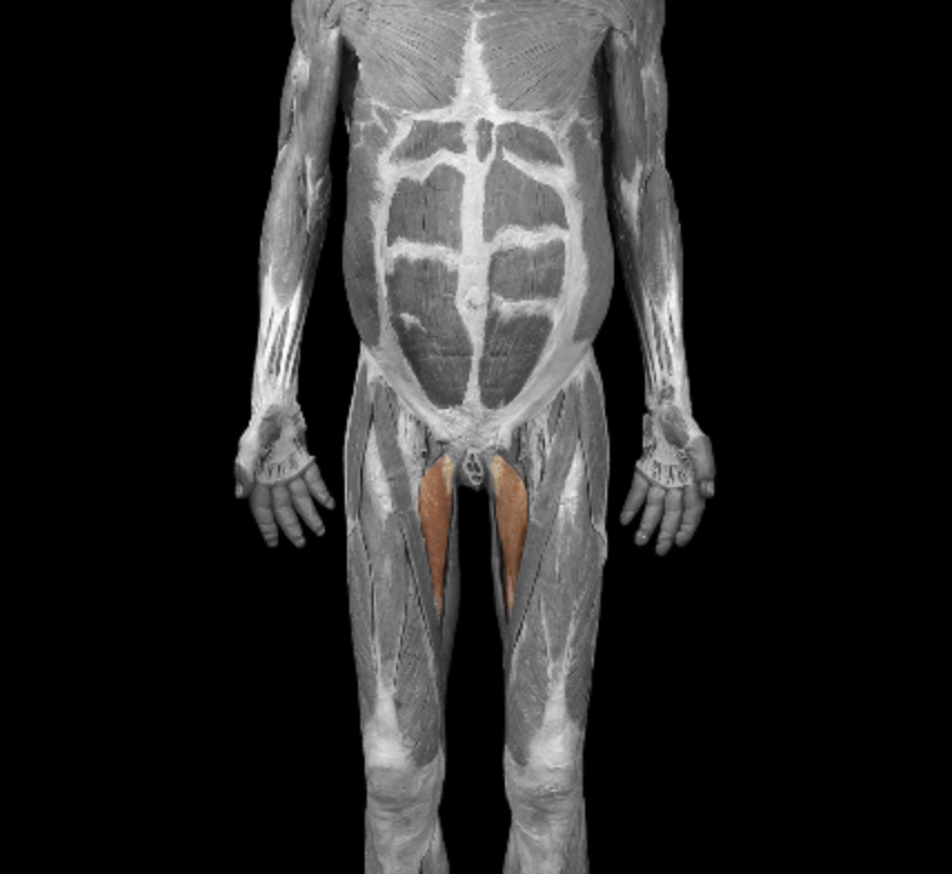 <p>origin: pubic crest, pubic symphysis </p><p>insertion: linea aspera of femur </p><p>action: adduct, flex thigh at hip, rotate thigh  </p><p>innervation: obturator nerve </p>