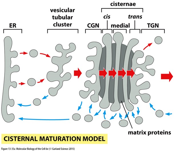 **glycosylases move, proteins stay**

* incoming cargo vesicles fuse together to create a new cisterna
* the cisterna moves through the Golgi and matures
* resident glycosylases move backwards through cisternae
* **experimentally confirmed**