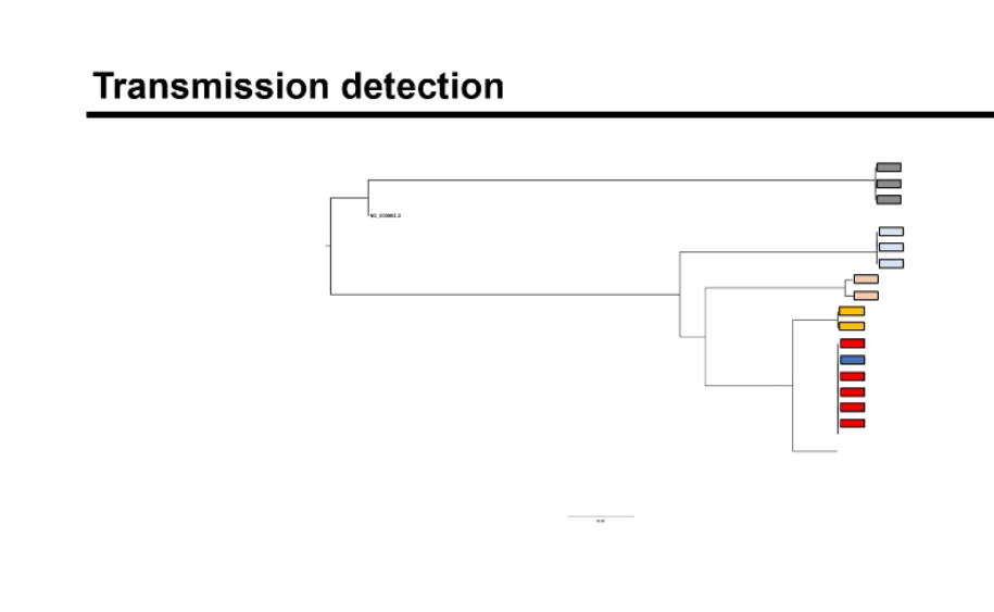 <p>Closely related isolates cluster together, suggesting recent transmission or a common source. Distant branches imply unrelated infections or different origins.</p><p></p><ul><li><p>Each coloured box = bacteria taken from one person/sample</p></li><li><p>Lines connecting them = how genetically similar they are</p></li><li><p>Short distance between boxes = almost identical bacteria</p></li><li><p>Long distance = not closely related</p></li></ul><p></p><p></p><p><span><strong>Why they cluster</strong></span></p><ul><li><p><span>Bacteria mutate slowly over short time frames.</span></p></li><li><p><span>If Person A infects Person B:</span></p><ul><li><p><span>The bacterial genomes differ by very few SNPs.</span></p></li><li><p><span>They appear close together on the tree.</span></p></li></ul></li></ul><p></p><p></p>