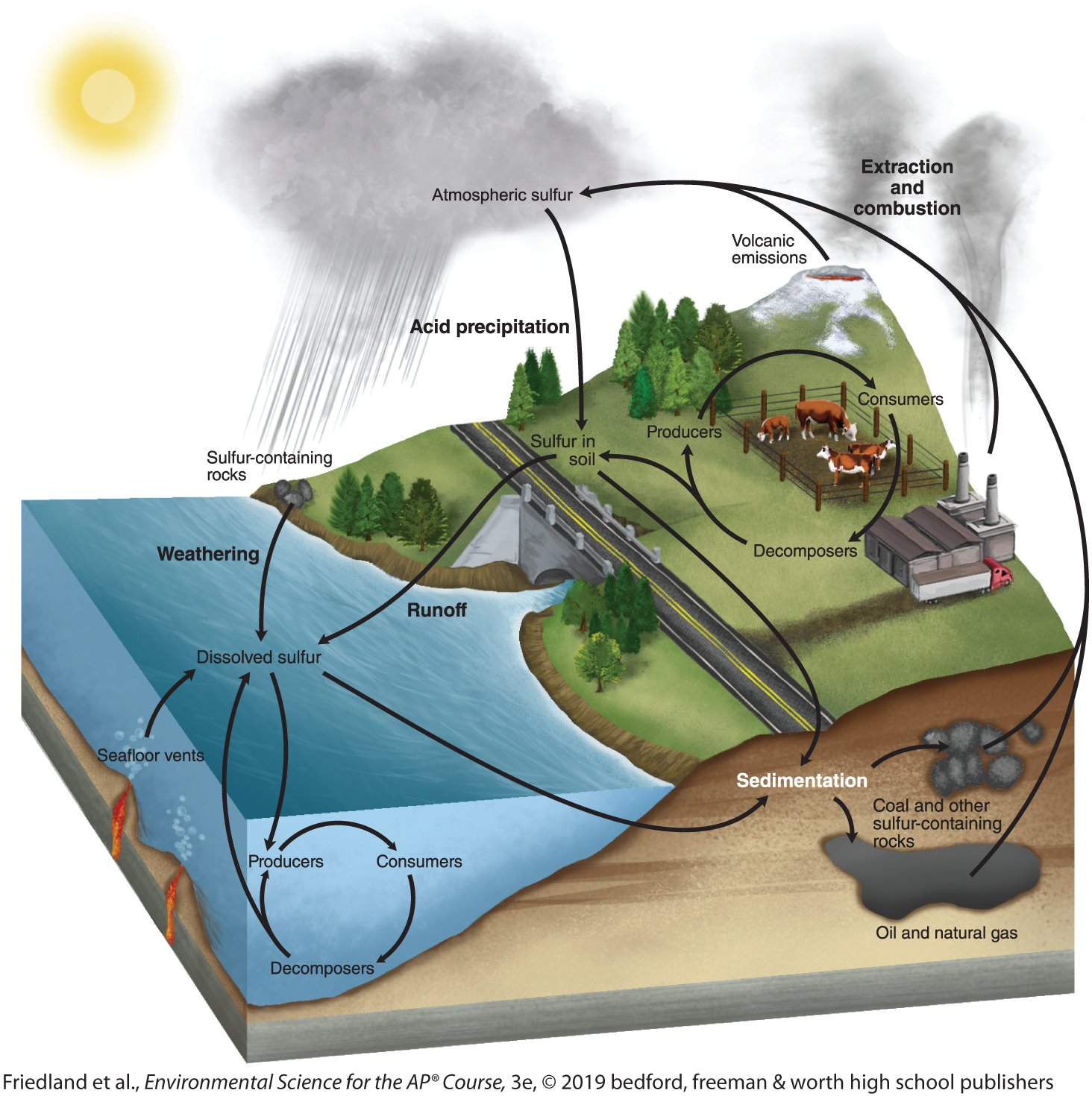 <ol><li><p><strong>Weathering</strong>: Sulfur is released from rocks into soil and water through natural processes like rain and erosion.</p></li><li><p><strong>Absorption</strong>: Plants absorb sulfur from the soil, and animals get sulfur by consuming plants.</p></li><li><p><strong>Decomposition</strong>: When plants and animals die, decomposers release sulfur back into the soil.</p></li><li><p><strong>Volcanic Activity</strong>: Volcanoes release sulfur gases into the atmosphere.</p></li><li><p><strong>Precipitation</strong>: Sulfur in the atmosphere returns to Earth through rain (as sulfuric acid in acid rain).</p></li><li><p><strong>Sedimentation</strong>: Sulfur settles at the bottom of water bodies, forming sediment that eventually becomes rock.</p></li></ol><p></p>