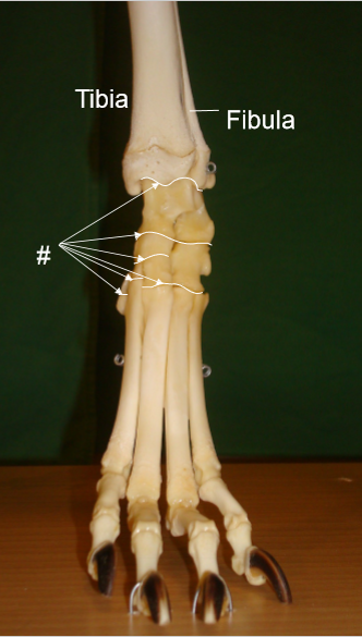 <p>vad delas 2 och 3 in i hos häst? Vad kommunicerar PIT med?</p>