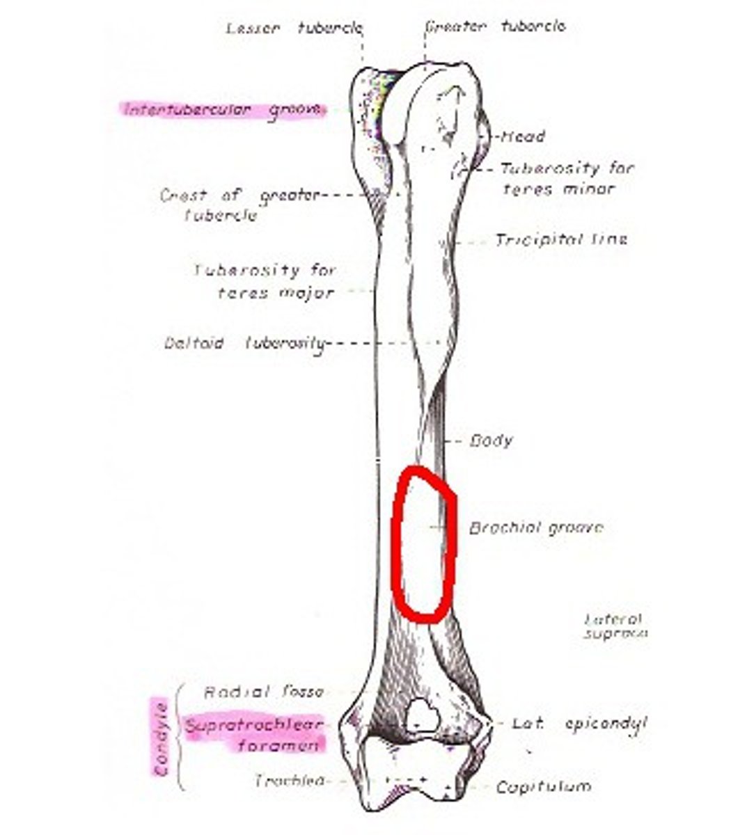 <p>brachialis groove</p>