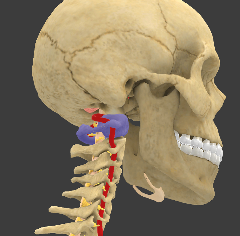 <p>What is the highlighted structure?</p>