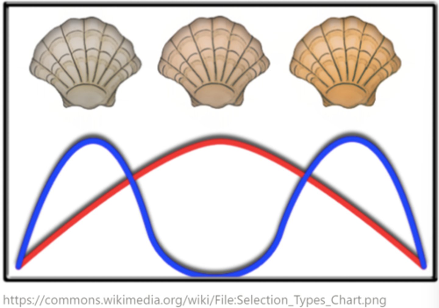 <p>disruptive (this is the opposite to stabilizing selection)</p>