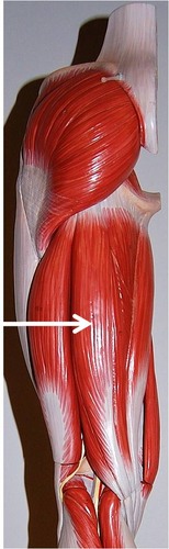 <p>Action: PRIME MOVER- flexes legs; also assists with thigh extension Origin: ischial tuberosity Insertion: tibia</p>