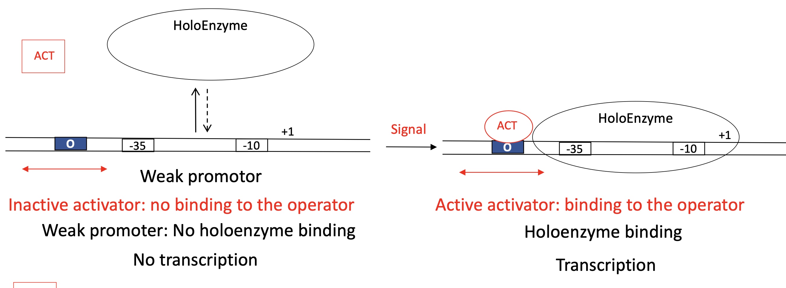 <p>Activator binding site before -35</p><p>Inactive activator&nbsp;</p><ul><li><p>ACT protein doesn’t bind to ACT binding site </p></li><li><p>Holoenzyme binds but quickly dissociates from DNA </p></li><li><p>No transcription </p></li></ul><p>Active activator </p><ul><li><p>ACT binds to ACT binding site due to a signal </p></li><li><p>Stabilises intégration of holoenzyme w/ the promoter </p></li><li><p>Transcription takes place </p></li></ul><p></p>
