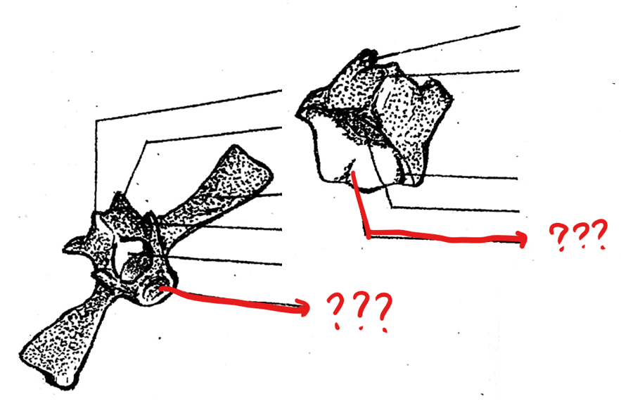 <p>part of the typical vertebrae of the vertebral column; a solid mass of bone at the base of the vertebra; concave anteriorly and convex posteriorly (procoelous); 8th vertebra is biconcave (amphicoelus type)</p>