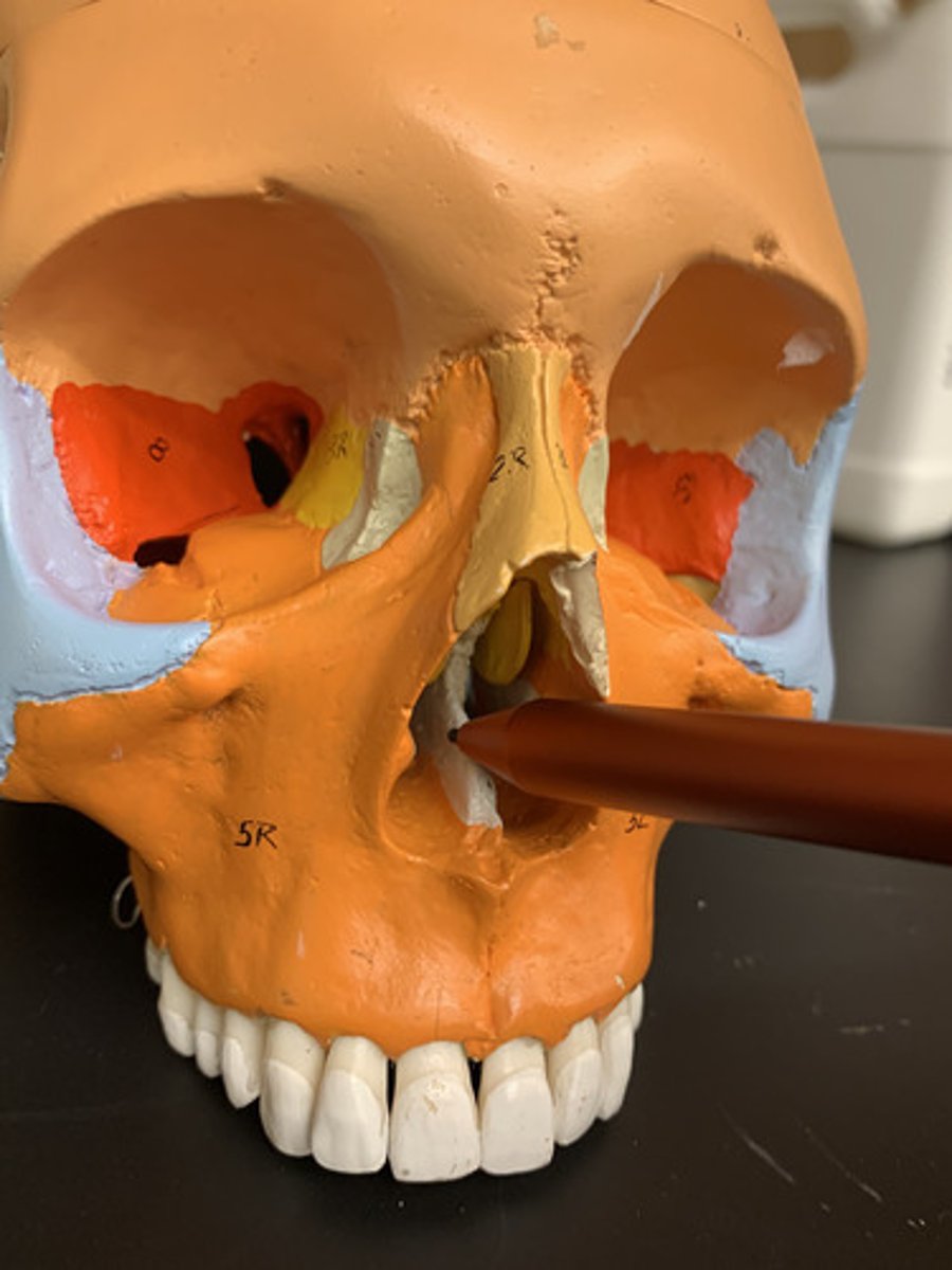 <p>forms the inferior portion of the nasal septum</p>