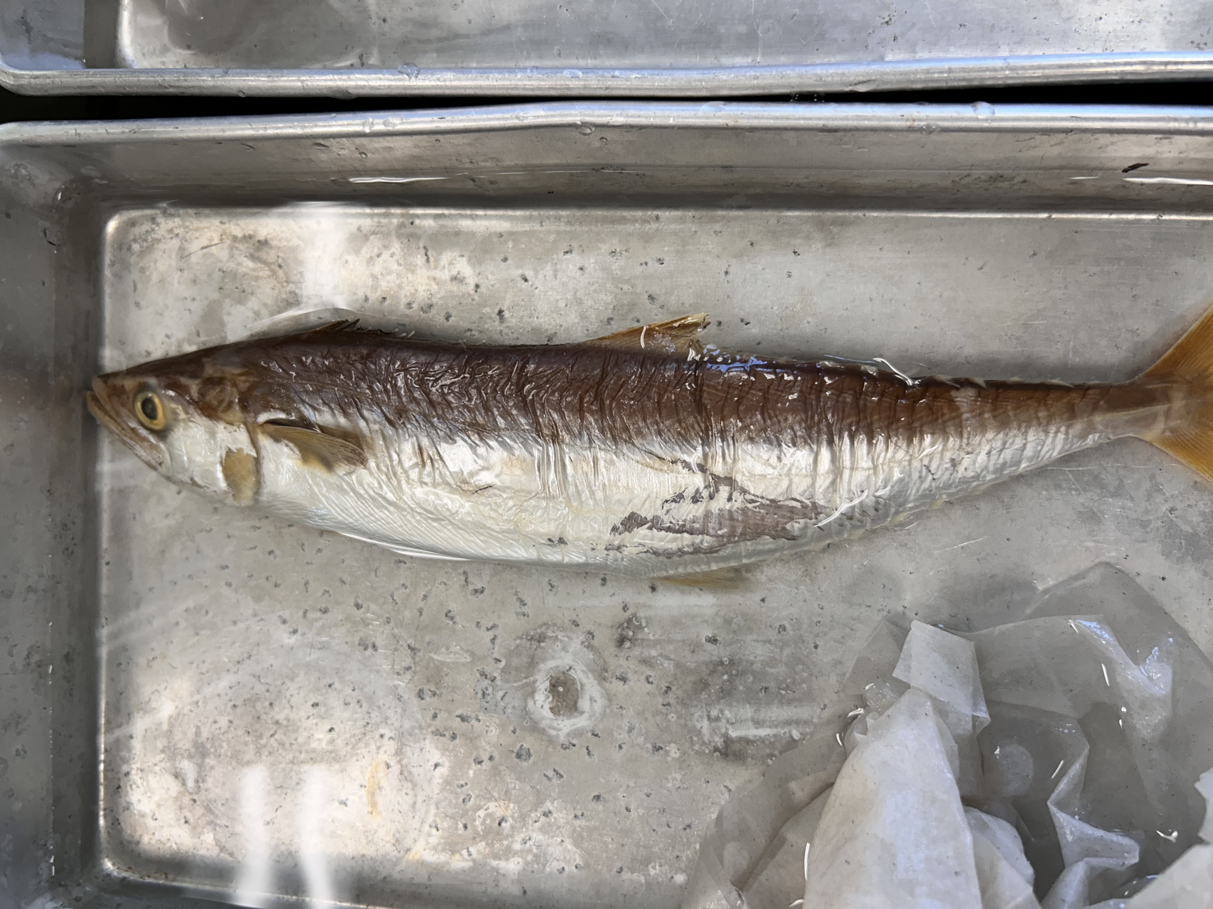 <p>spanish mackerel </p>