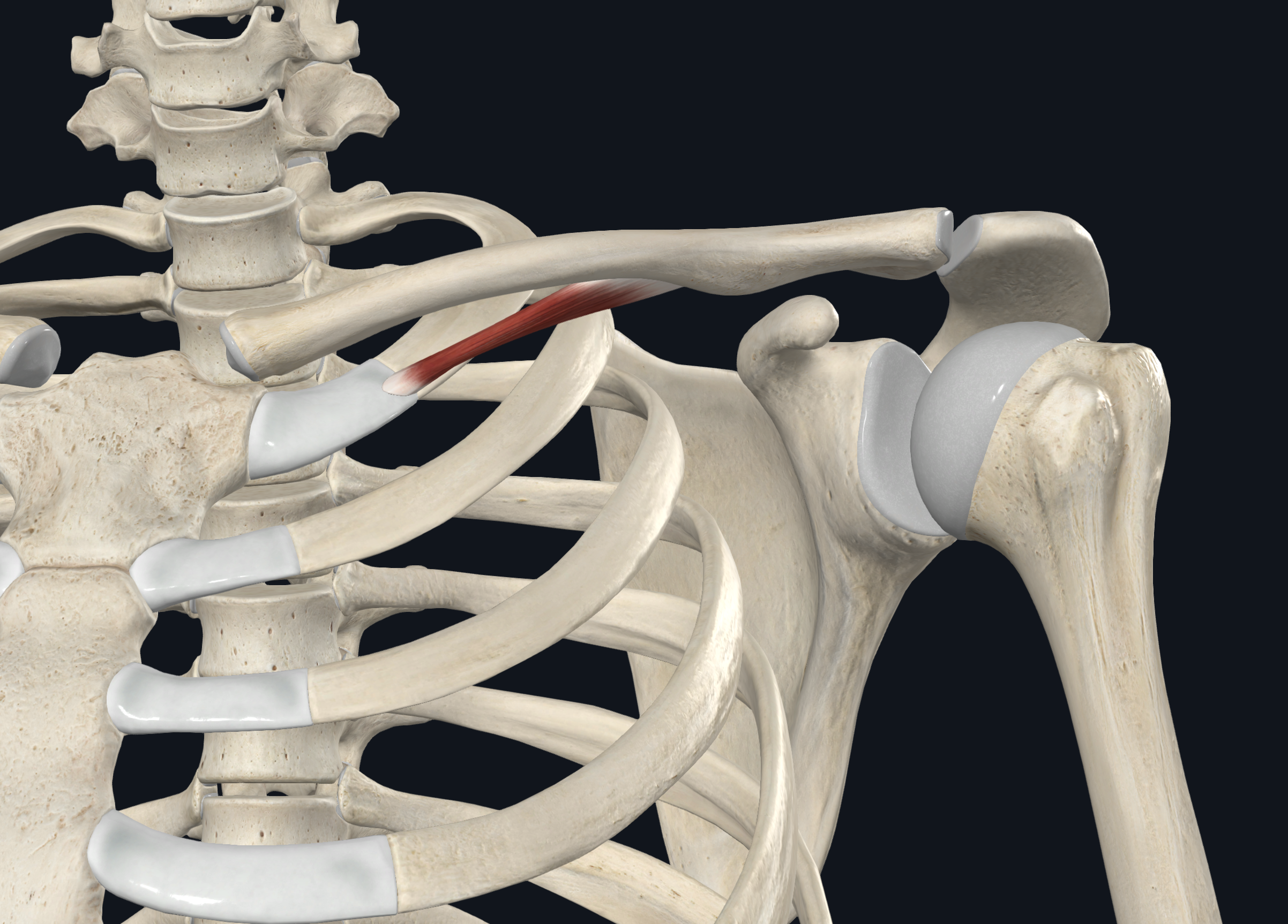 <p>the middle of the inferior surface of the clavicle</p>