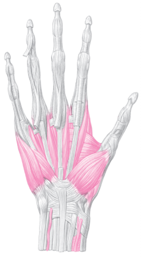 <p>Pertaining usually to muscles within or belonging solely to the body part upon which they act </p><p>EX: small intrinsic muscles found entirely within the hand or feet </p>