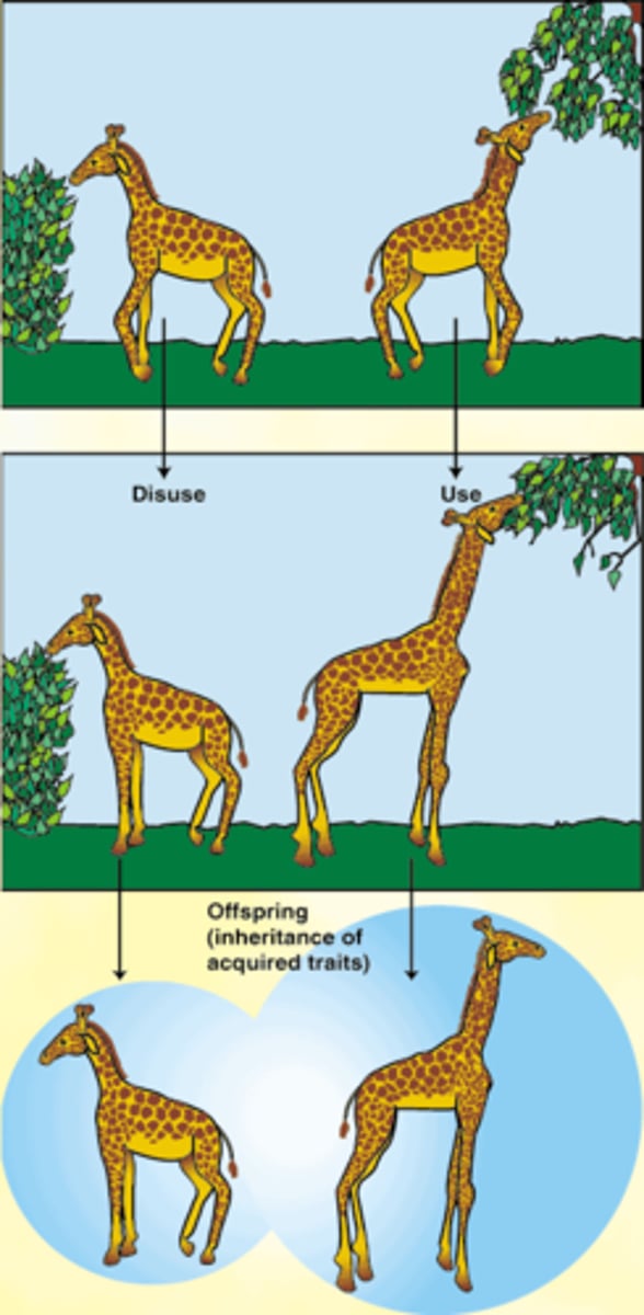 <p>the discredited theory of evolution stating that the amount of change was based on the use or disuse of an organ</p>