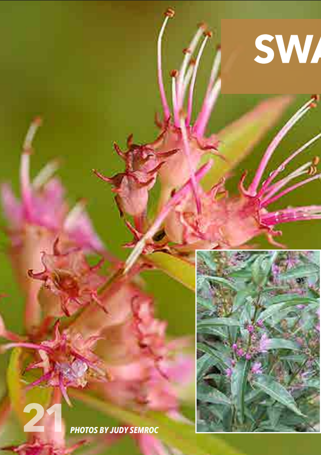 <p>Loosestrife; Lythraceae</p>
