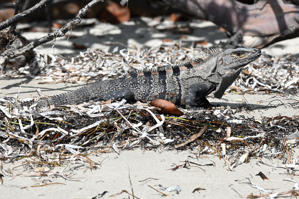 <p>Black Spiny-tailed Iguana, native to S Mexico and C. America, live in W and SE FL, juveniles can be green, males have spikes/crest, prevalent banding on tail, body has bold stripes</p>