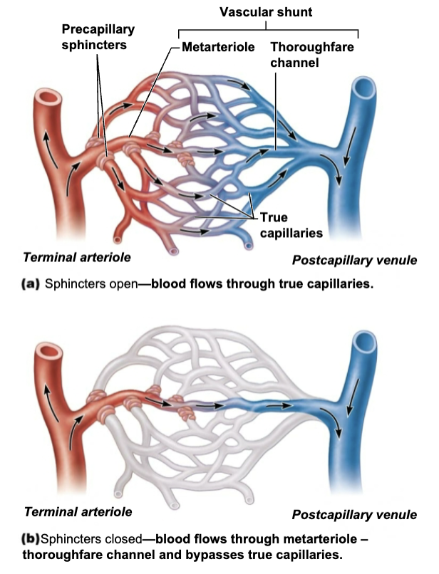 <p></p><ol><li><p><strong>Arteriole</strong></p><ul><li><p>Blood enters the capillary bed from a terminal arteriole. </p></li></ul></li><li><p><strong>Metarteriole</strong></p><ul><li><p>This is a short vessel that links the arteriole to the capillary network. </p></li></ul></li><li><p><strong>Precapillary Sphincters</strong></p><ul><li><p>Ring-like muscles at the entrance to the true capillaries that act as valves. </p></li></ul></li><li><p><strong>Capillary Bed</strong></p><ul><li><p>A network of interconnected capillaries where exchange with tissues occurs. </p></li></ul></li><li><p><strong>Vascular Shunt</strong></p><ul><li><p>A vessel that connects the metarteriole directly to the venule, allowing blood to bypass the capillary network. </p></li></ul></li><li><p><strong>Venule:</strong> Blood exits the capillary bed and flows into a venule, which merges to form larger veins. </p></li></ol><p></p>
