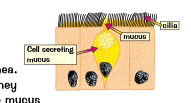 <p>ADD DIAGRAM</p>