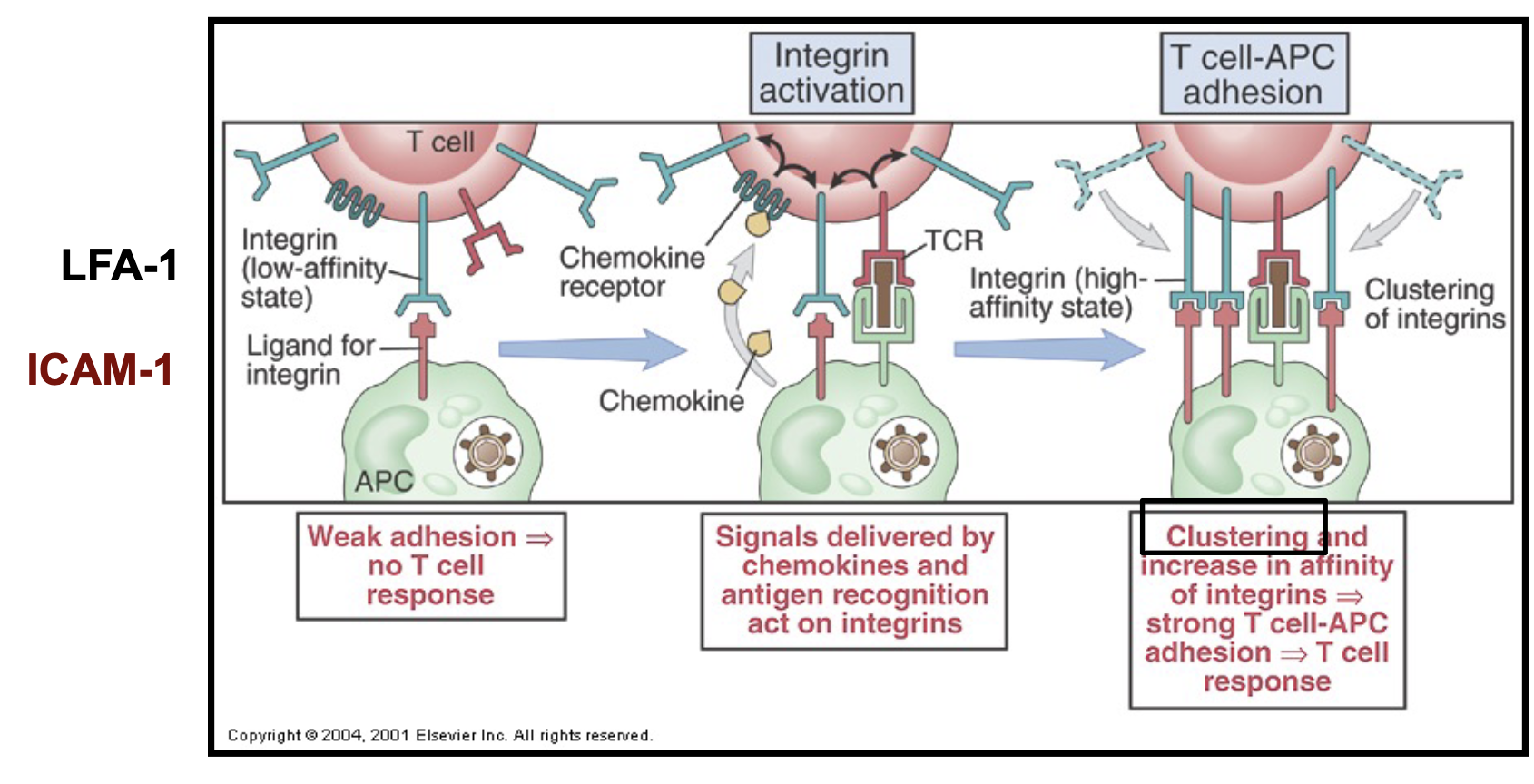 <ul><li><p>expressed on T cells</p></li><li><p>mediate stable/strong <strong>adhesion</strong> between T cells and APCs</p></li><li><p>switch from <strong>low-affinity state to high-affinity state when antigen recognition occurs </strong>between APCs and T cells + <strong>clustering</strong></p></li></ul><p></p>