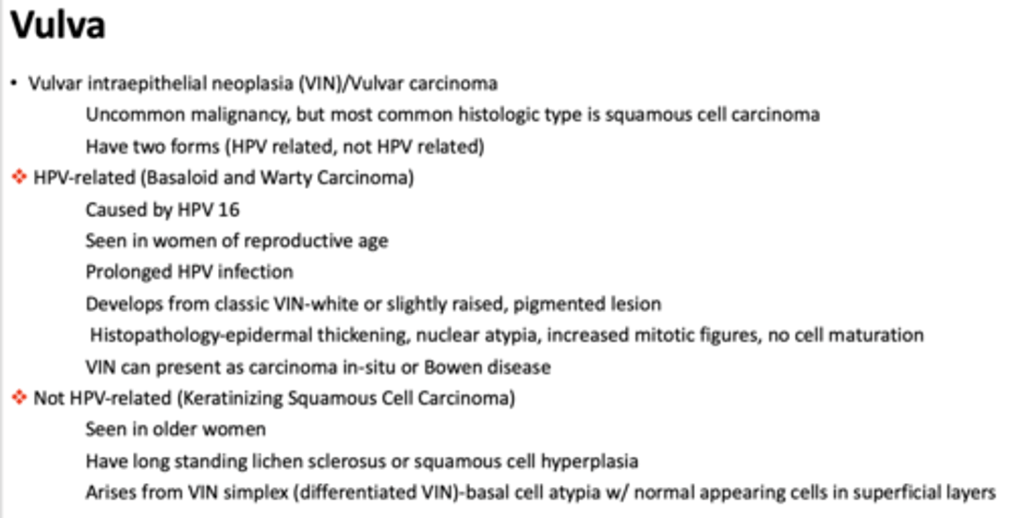 <p>Basaloid and Warty Carcinoma (HPV-related)</p>