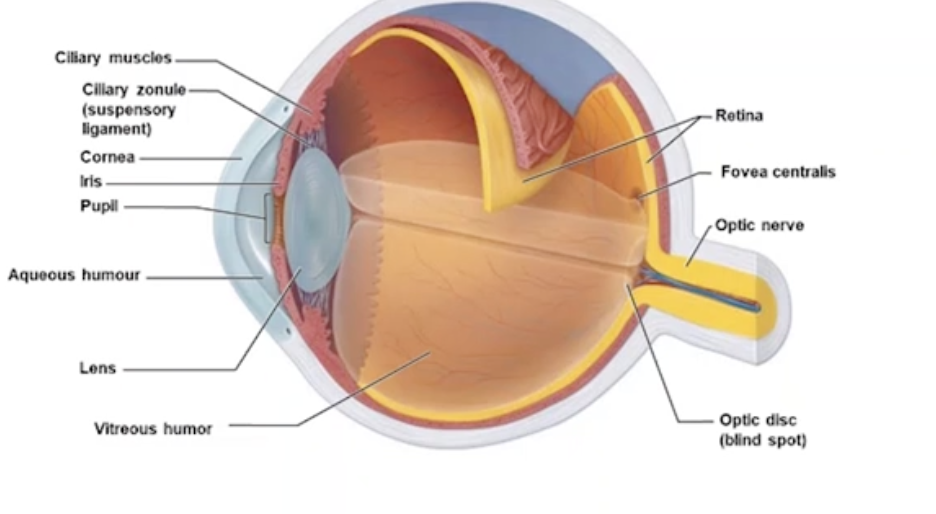 <p>Cushion of fat and walls of bony orbit </p><p><u>Cornea</u> </p><ul><li><p>most exposed, transparent layer of the eye </p></li><li><p>Forms window to let light in, no blood</p></li><li><p>Transplanted between individuals </p></li><li><p>Well-supplied with nerve endings → nociceptors </p></li><li><p>Reflexive blinking when touched</p></li></ul><p><u>Iris</u></p><ul><li><p>Coloured part of the eye</p></li><li><p>Adjustable diaphragm, controls the diameter of round central opening (pupil)</p></li><li><p>Contains muscles that constrict and dilate</p></li><li><p>Controlled by Sympathetic/Parasympathetic</p></li></ul><p><u>Lens</u></p><ul><li><p>Transparent and flexible, changing shape to focus light on the retina </p></li><li><p>Suspensory ligaments hold in place </p></li><li><p>Round and thickened </p></li></ul><p><u>Pupil</u></p><ul><li><p>Round and central</p><p></p></li></ul><p><u>+ Ciliary Muscles and Zonules</u></p><p></p>