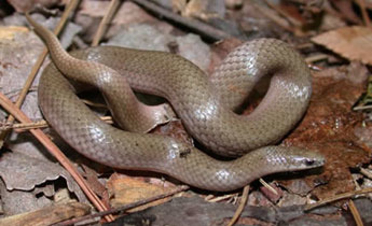 <p>Smooth earth snake</p>