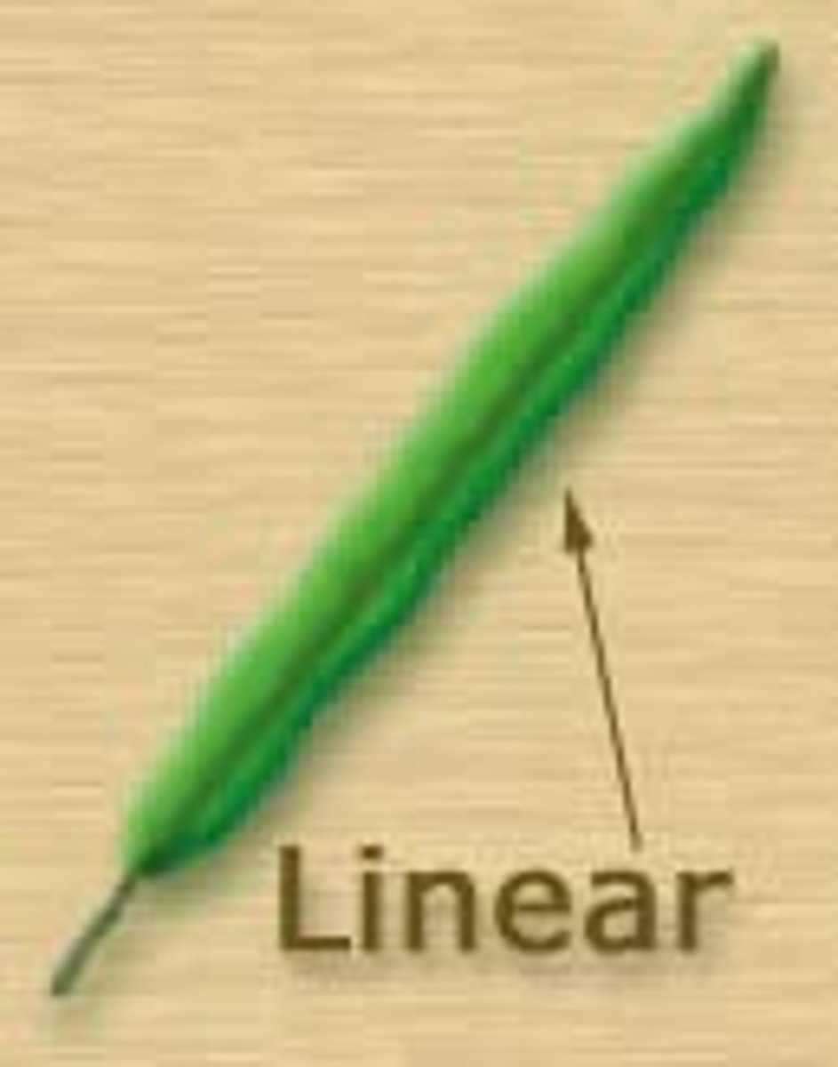 <p>about the same width from the top of the leaf to the bottom</p>