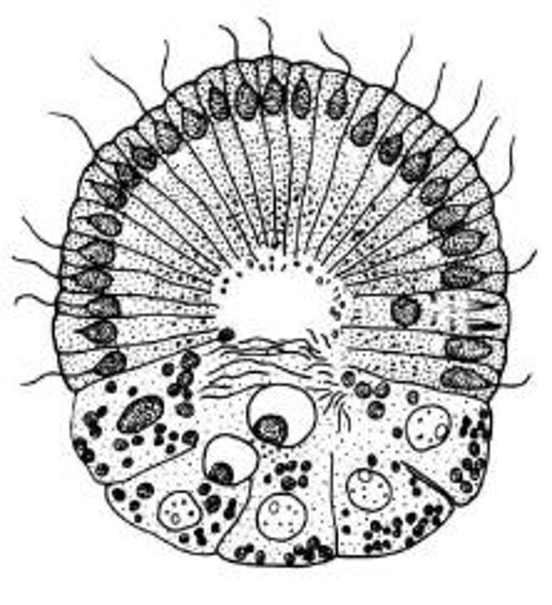 <p>1. Larval : free swimming &amp; settle on substrate</p><p>2. Gemmules : Resistant dormant structure , wait for favorable growth conditions</p>