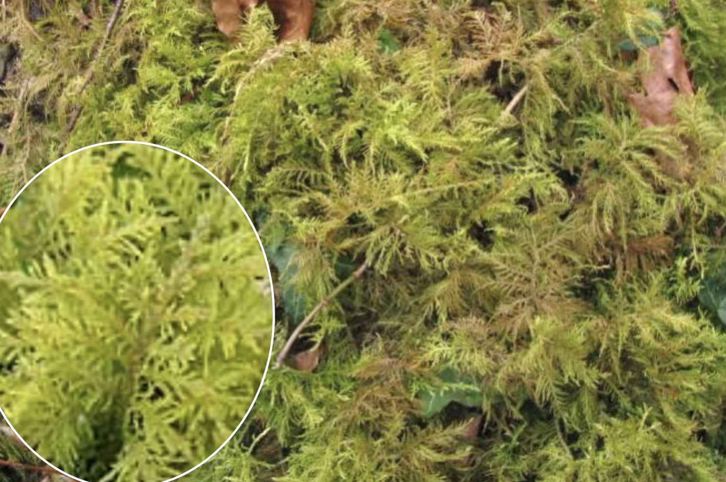 <p>Identificar el briófito</p>