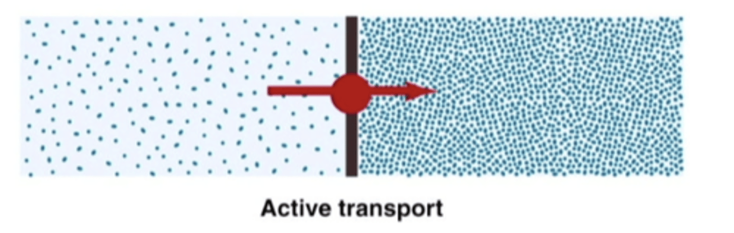 <p>movement against concentration gradient, with a transporter needing ATP</p>