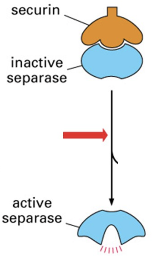 What enzyme catalyzes the reaction identified with the red arrow?