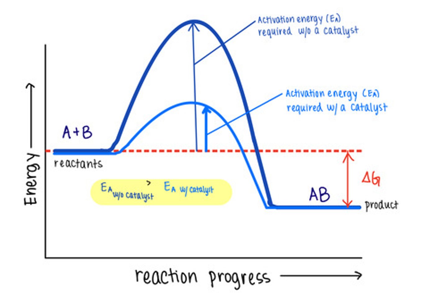 <p>activation energies/transition state energies</p>