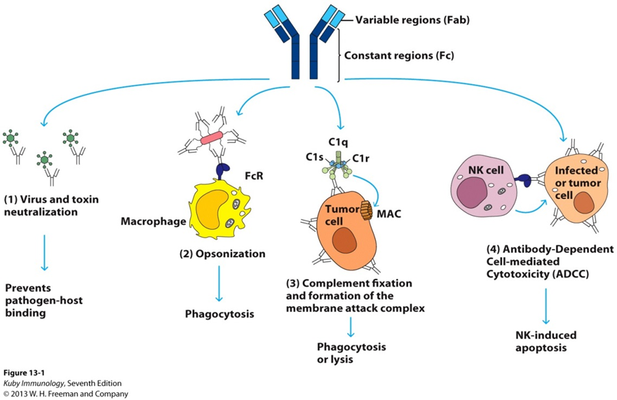 <ol><li><p>Immobilisation</p></li><li><p>Agglutination</p></li><li><p>Neutralisation</p></li><li><p>Opsonisation</p></li><li><p>Activation of Complement</p></li></ol><p></p>