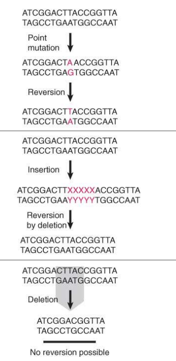 <p>aka revertants, reverse the effects of forward mutations</p><ul><li><p>back to original sequence</p></li><li><p>hard/rare</p></li></ul>